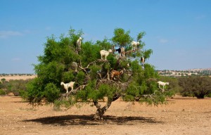 Moroccan goats in an Argan tree (Argania spinosa) eating Argan nuts